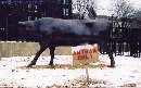 Bull statue at Overbrook station